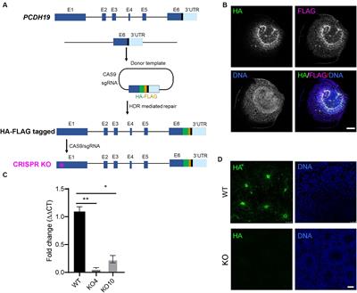 Abnormal cell sorting and altered early neurogenesis in a human cortical organoid model of Protocadherin-19 clustering epilepsy